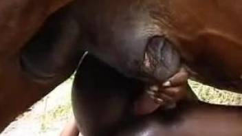 Black-skinned beauty getting fucked by a stallion