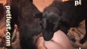 Savage gay anal fucking with a horny black beast
