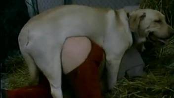 Ripped pants babe getting fucked by a kinky doggo