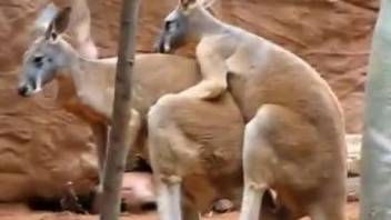 Kangaroos fucking makes horny visitor to crave for dick