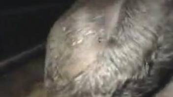 Man grabs the cow's vagina and starts to play in kinky video