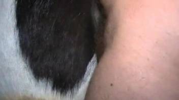 Dude sticks his hard cock in a mare's delicious pussy