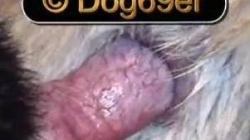 Dog fucker buries his dick inside of an animal's hole