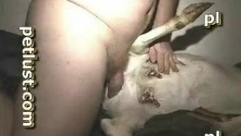 Amateur scenes of rough animal sex with a man and his bitch