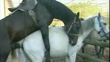 Sexy women are having a naughty time sharing the horse cock