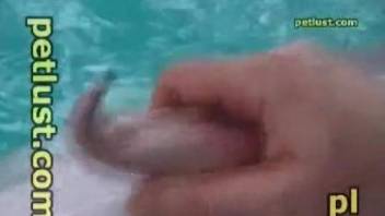 Dolphin cock getting jerked by a really horny dude