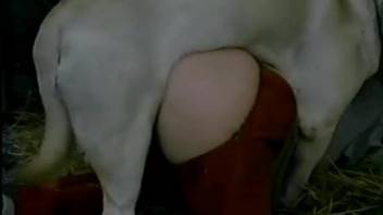 Red pants babe gets screwed by her favorite pet