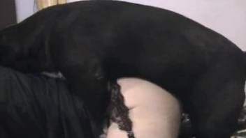 Hairy asshole zoophile bottoming for a furry beast