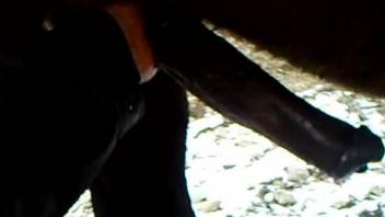 Dude jerks a horse's boner in a free online movie