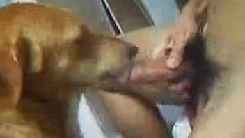 Horny man enjoys the dog for a few rounds of heavy sex