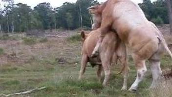 Bull deep drilling a cow makes horny zoo porn lover wanna fuck