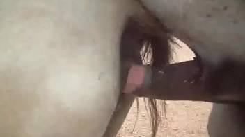 Stallion with a ginormous dick fucking a sexy mare