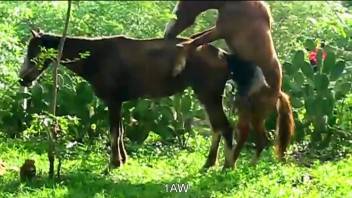 Horse fuck scene with two amazingly sexy creatures
