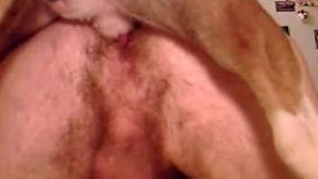 Hairy asshole dude getting fucked by a hung beast