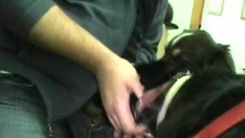 Dude fucks a dog's face with his meaty boner for the cam