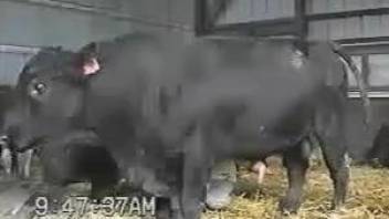 Sexy bull showing its delightful genetelia on camera