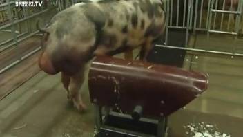 Two pigs fucking each other in an educational video
