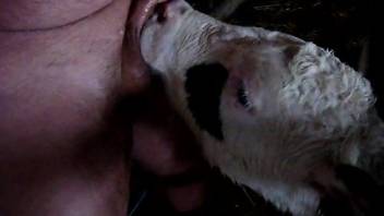 Awesome sex scene featuring a good-looking cow