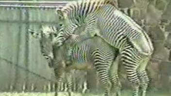 Two zebras fucking each other in an outdoor movie
