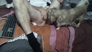 Horny man wants his little dog to lick his erect cock