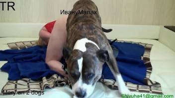 Amateur dog sex with a woman enduring the mutt's penis