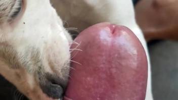 Cute dog licking a guy's uncut cock in a POV video