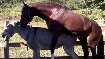 Brown stallion dominates this animal's fuckhole