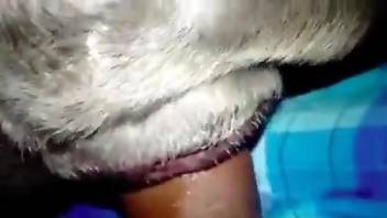 Perfect human penis stretching out canine hole