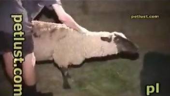 Dude fucking a sheep's sexy pussy from behind