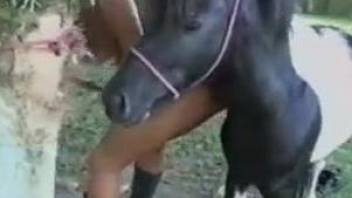 Outdoor stallion sex session with a horny Latina